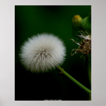 Pissenlit d'affiche - photo par : : John A. Sylve…