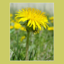 Pissenlit jaune cartes postales