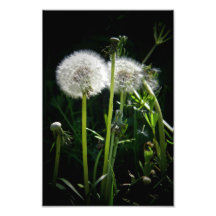 Pissenlit Photographies D’art