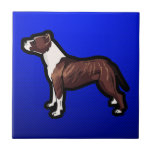 Pitbull ; Bleu Carreaux