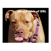 Pitbull Cartes Postales