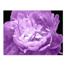 Pivoine pourpre hachée carte postale