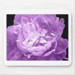 Pivoine pourpre hachée tapis de souris