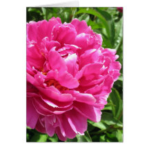 Pivoine pratiquement parfaite carte de vœux