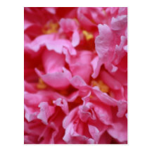 Pivoine rose carte postale