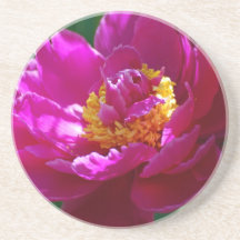Pivoine rose de floraison dessous de verres