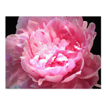 Pivoine rose hachée carte postale