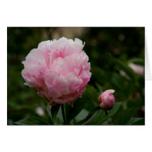Pivoine rose | Rosa Pfingstrose Carte De Vœux