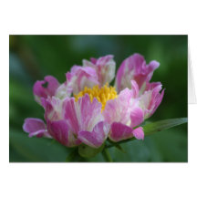 Pivoine "Spritzer rose " Cartes De Vœux
