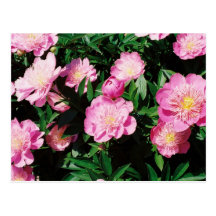Pivoines Carte Postale