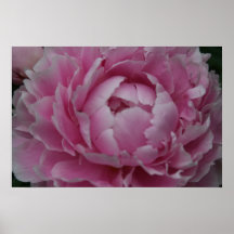 Pivoines en pleine floraison posters