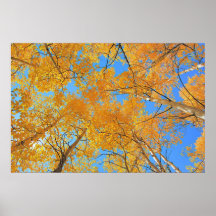 Plafond d'Aspen Poster