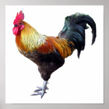 Plaine de coq posters