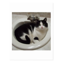 Plaisir d'amoureux de les chats cartes postales