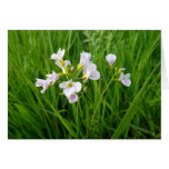 Plaisir de fleur sauvage carte de vœux
