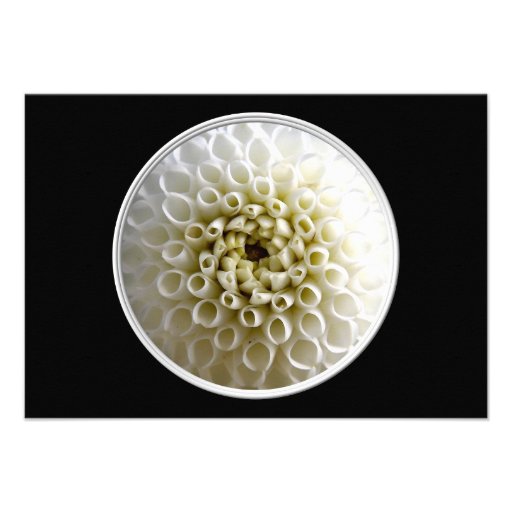 Plan rapproché blanc de dahlia bristol personnalisé