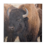 Plan rapproché de bison carreaux