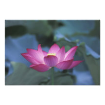 Plan rapproché de fleur de lotus rouge et de feuil art photographique