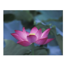 Plan rapproché de fleur de lotus rouge et de feuil cartes postales