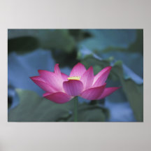 Plan rapproché de fleur de lotus rouge et de feuil posters