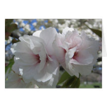 Plan rapproché de fleurs de cerisier cartes de vœux