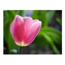 Plan rapproché rosâtre de tulipe carte postale