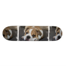 Planche à roulettes de bouledogue de sommeil