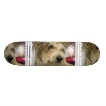 Planche à roulettes de chien de Berger Picard