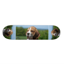Planche à roulettes de chiot de beagle
