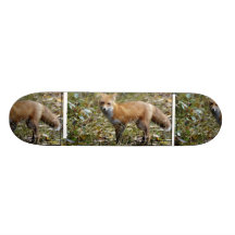 Planche à roulettes de Fox