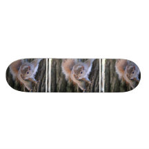 Planche à roulettes d'écureuil d'arbre