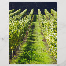 Plantation des vignes de raisin-incidence tract personnalisé