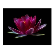 Plante aquatique de fleur de Lotus Cartes Postales