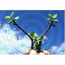 Plante de deux branches avec spiral.jpg photo sculptures