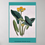 Plante lotiforme avec la fleur jaune posters