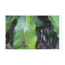 Plante tropicale avec l'insecte cartes de visite personnelles