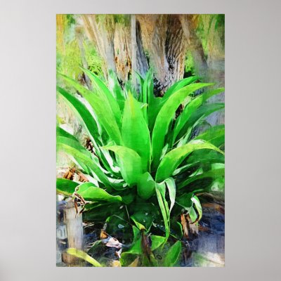 Plante Tropicale