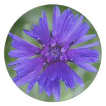 Plat de Centaurea Assiettes Pour Soirée