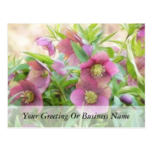 Pleine floraison - Hellebores ! Carte Postale