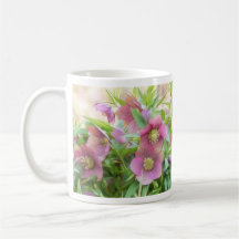 Pleine floraison - Hellebores ! Tasses