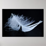 Plume blanche - angélique par nature affiche