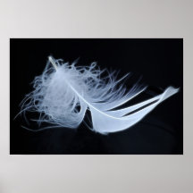 Plume blanche - angélique par nature affiche
