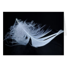 Plume blanche - angélique par nature cartes de vœux