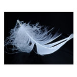 Plume blanche - angélique par nature cartes postales
