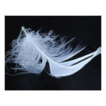 Plume blanche - angélique par nature bristol personnalisé