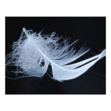 Plume blanche - angélique par nature bristol personnalisé