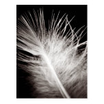 Plume Carte Postale