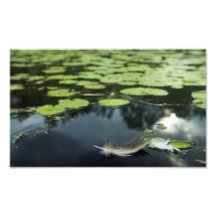 Plume dans un étang  tirage photo