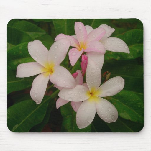 Plumeria rose d'abattage tapis de souris