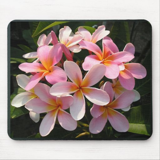 Plumerias en fleur tapis de souris